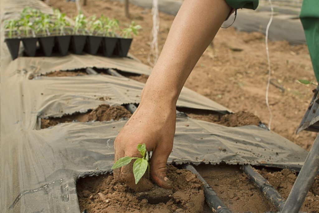 agriculture, organic, farm, power, vegetables, agricultural, peasant, farmer, peasant, peasant, peasant, peasant, peasant, farmer