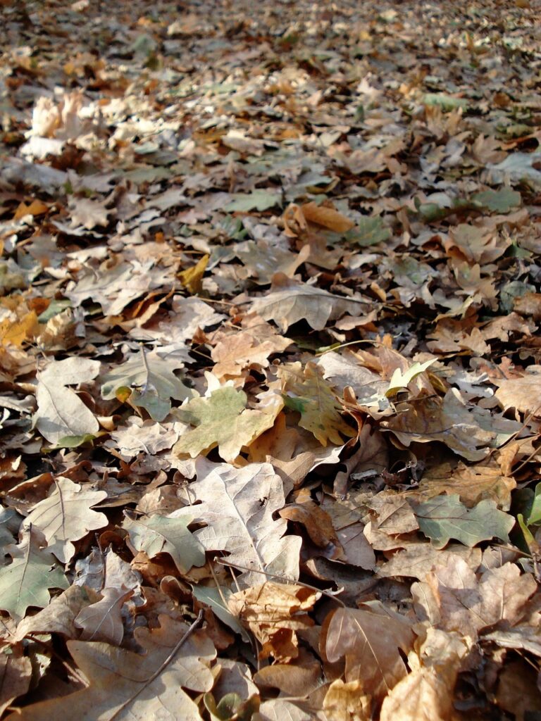 autumn, leaves, yellow, leaf litter, season, leaf, nature, natural, autumn leaves, october, texture, park, oak leaves, leaf litter, leaf litter, leaf litter, leaf litter, leaf litter